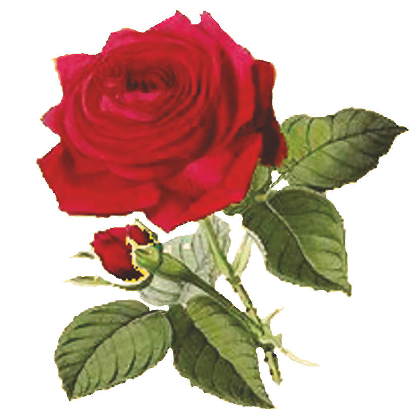 RoseNoBack811px RoseNoBack811px
